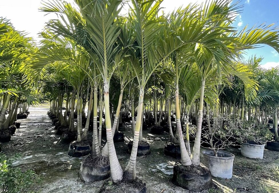 Tropical Plants & Palm Trees Sales, Installation & Maintenance | Clinton, CT