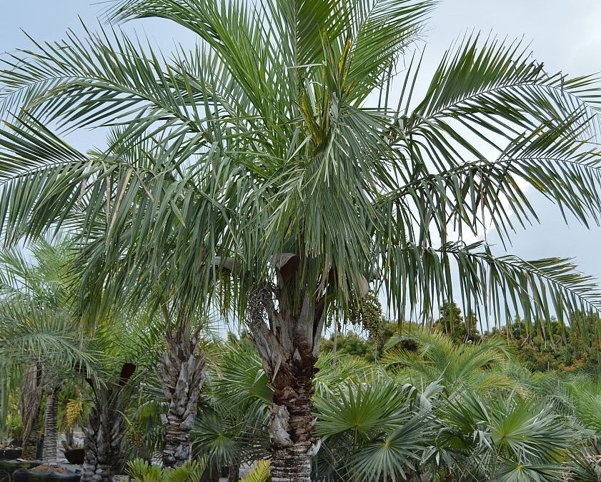 Tropical Plants & Palm Trees Sales, Installation & Maintenance | Branford, CT